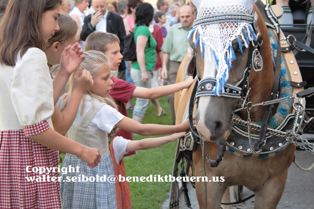 das Roß geniest die Streicheleinheiten