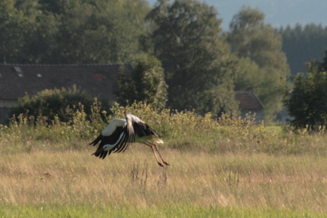 2008-08-24_das_Storchenpaerchen/Flugstudie/_MG_4157.JPG