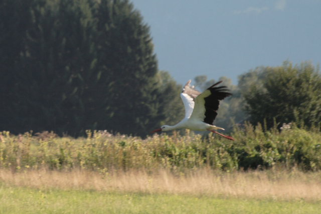 2008-08-24_das_Storchenpaerchen/Flugstudie/_MG_4158.JPG