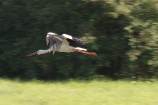 2008-08-24_das_Storchenpaerchen/Flugstudie/_MG_4160.JPG