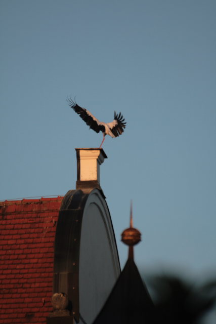 2008-08-24_das_Storchenpaerchen/Standort/_MG_4206.JPG