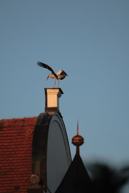 2008-08-24_das_Storchenpaerchen/Standort/_MG_4207.JPG