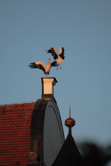 2008-08-24_das_Storchenpaerchen/Standort/_MG_4209.JPG