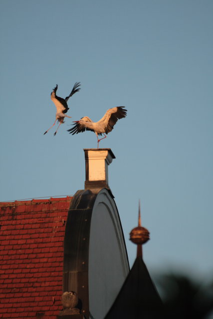 2008-08-24_das_Storchenpaerchen/Standort/_MG_4210.JPG