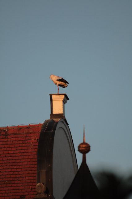 2008-08-24_das_Storchenpaerchen/Standort/_MG_4215.JPG