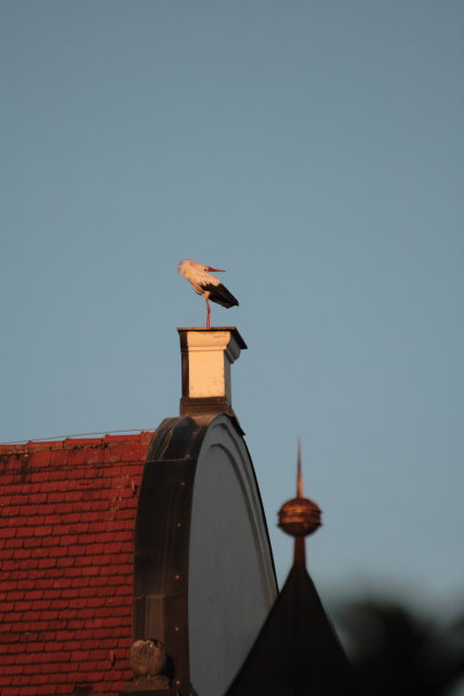 2008-08-24_das_Storchenpaerchen/Standort/_MG_4216.JPG