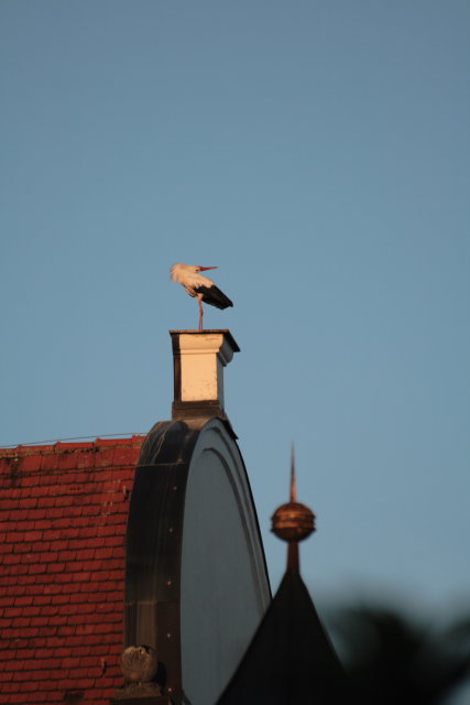 2008-08-24_das_Storchenpaerchen/Standort/_MG_4217.JPG