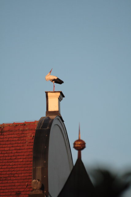 2008-08-24_das_Storchenpaerchen/Standort/_MG_4219.JPG