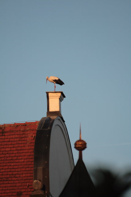 2008-08-24_das_Storchenpaerchen/Standort/_MG_4225.JPG