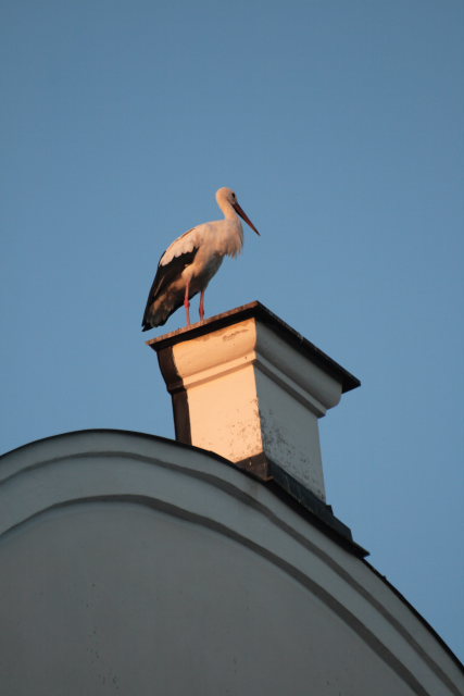 2008-08-24_das_Storchenpaerchen/Standort/_MG_4230.JPG