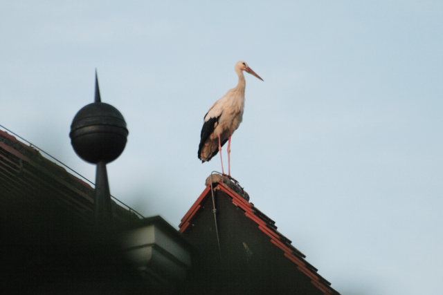 2008-08-24_das_Storchenpaerchen/Standort/_MG_4234.JPG