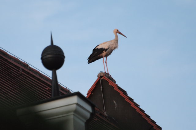 2008-08-24_das_Storchenpaerchen/Standort/_MG_4236.JPG