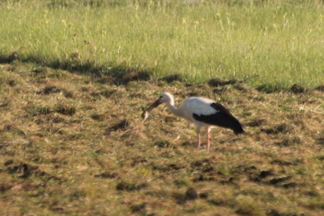 2008-08-24_das_Storchenpaerchen/fette_Beute/_MG_4154.JPG