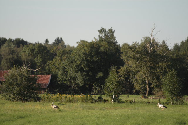 2008-08-24_das_Storchenpaerchen/fette_Beute/_MG_4191.JPG