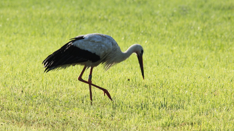 DER A2495 Ciconia-ciconia