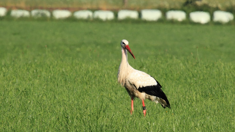 DER A2495 Ciconia-ciconia