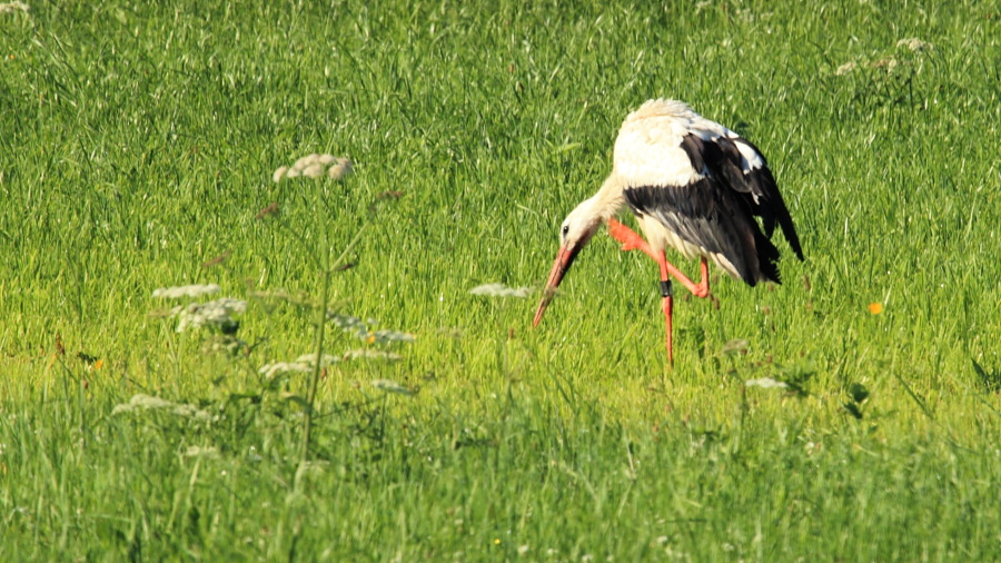 DER A2495 Ciconia-ciconia