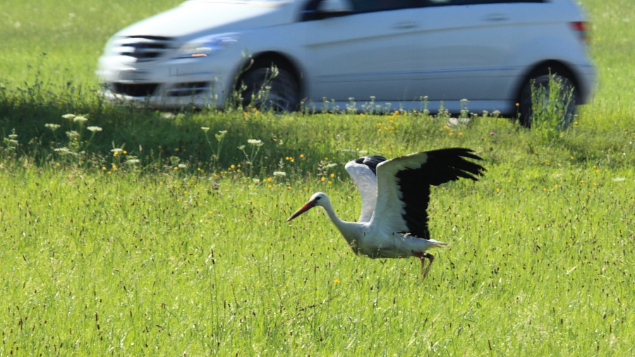 DER A2495 Ciconia-ciconia