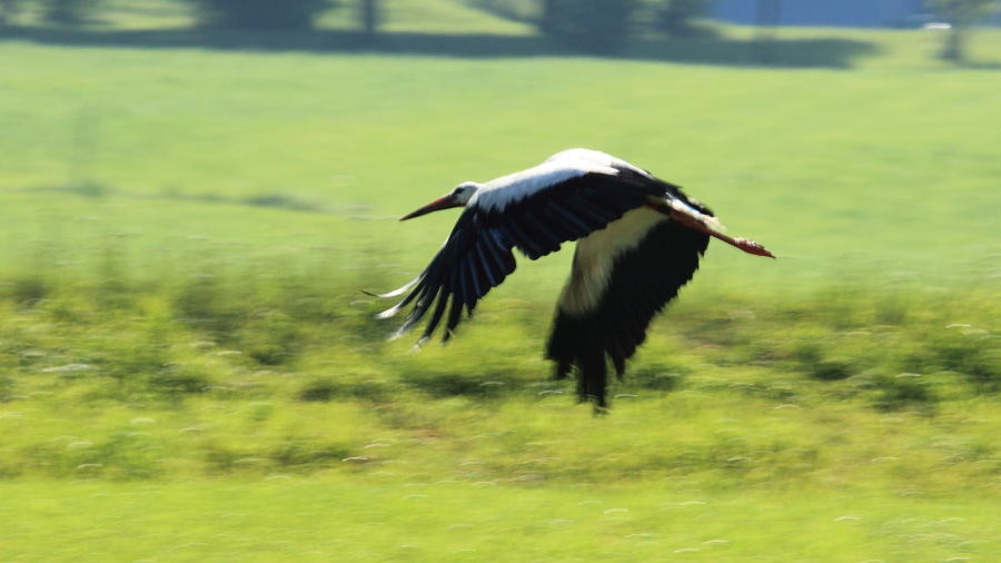DER A2495 Ciconia-ciconia