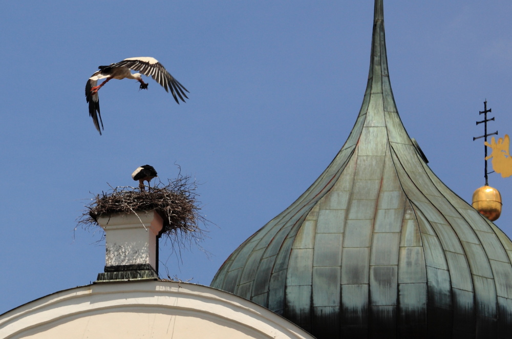 Basili-Storch IMG 4564