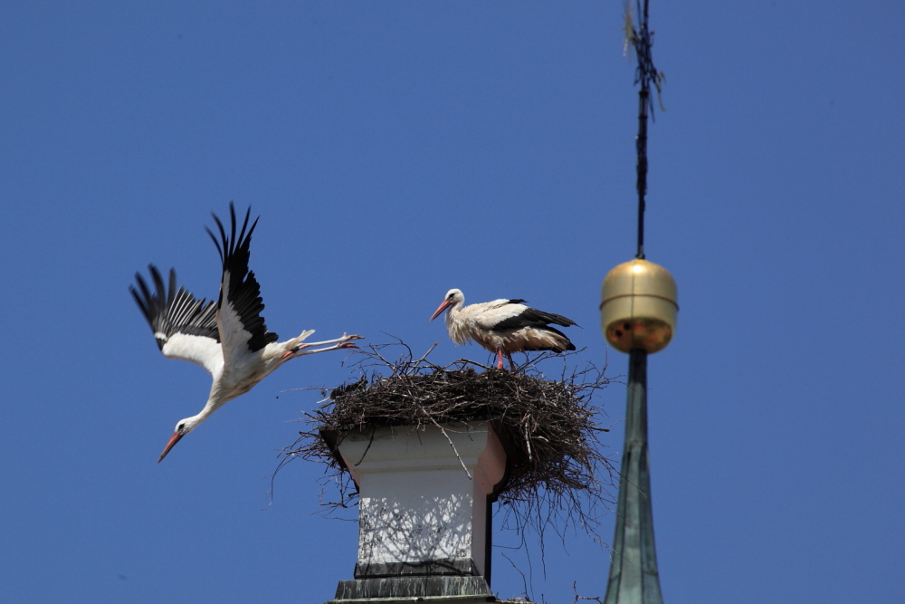 Basili-Storch IMG 4564