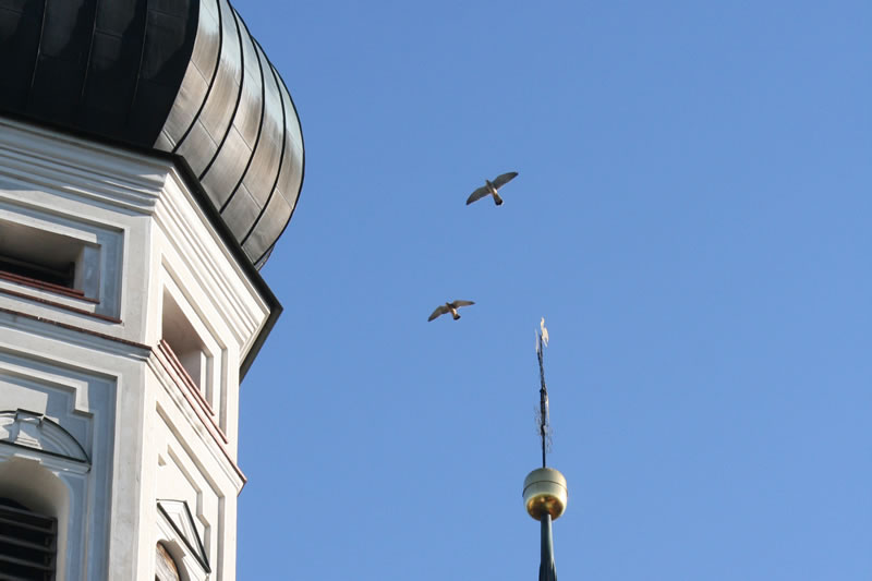 Das Turmfalkenpaar hat sich wieder im Südturm eingenistet
