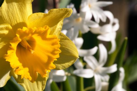 Blütenpracht im Frühling