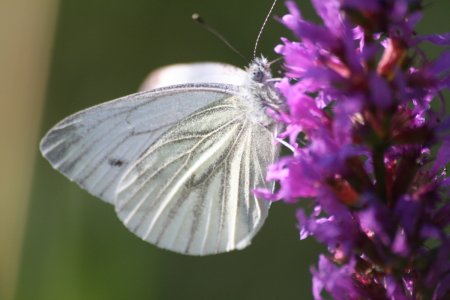 Auch der Kohlweißling kommt gerne in Ottis Garten zum Naschen