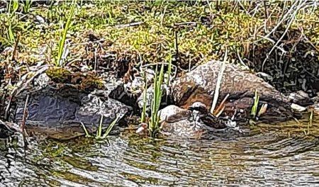 Die Spatzen baden im Gartenteich